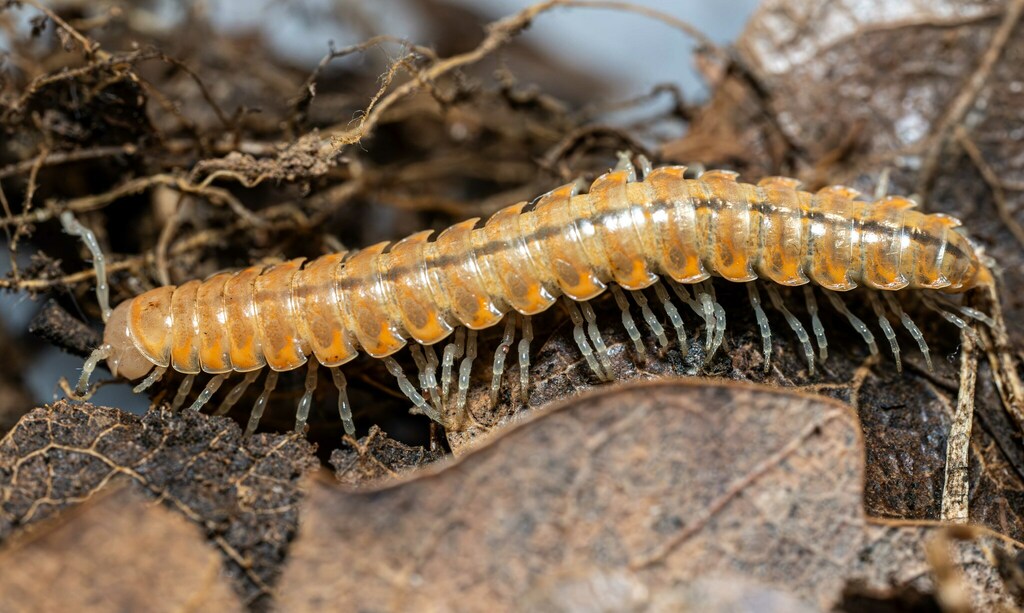 Anombrocheir spinosa