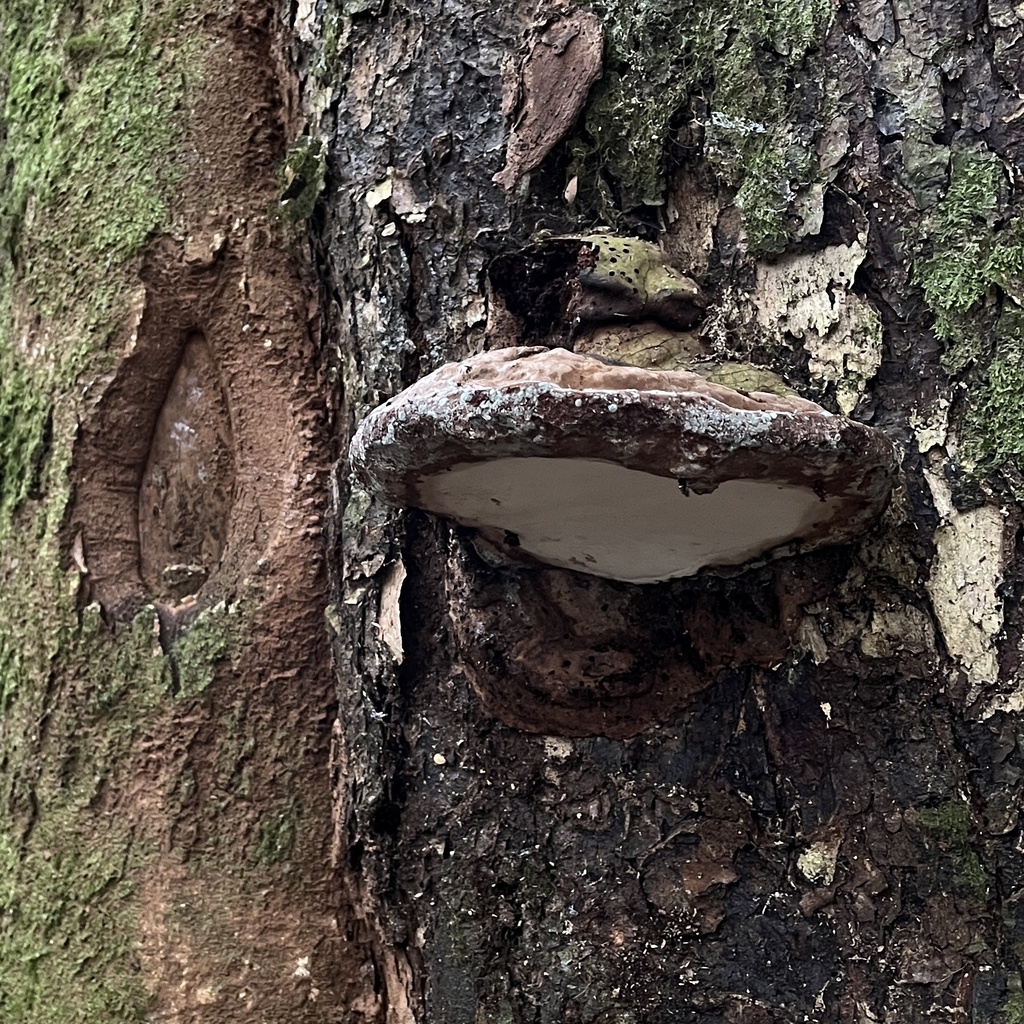 Ganoderma australe · March 2024 · photo: © cristianriquelme (iNaturalist, cc-by)