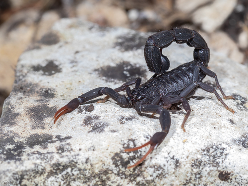 עקרב שחור יהודה (Black Scorpion)