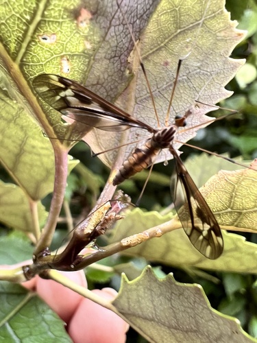 Leptotarsus huttoni photo 3
