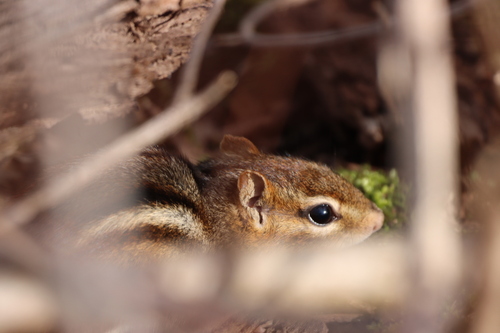 Eastern Chipmunk photographed in Ohio