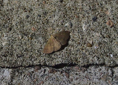 Sarobides inconclusa