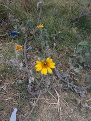 Tithonia tubaeformis