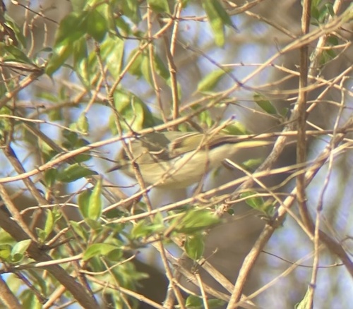 Ruby-crowned Kinglet photographed in Kansas