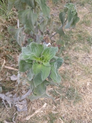 Tithonia tubaeformis