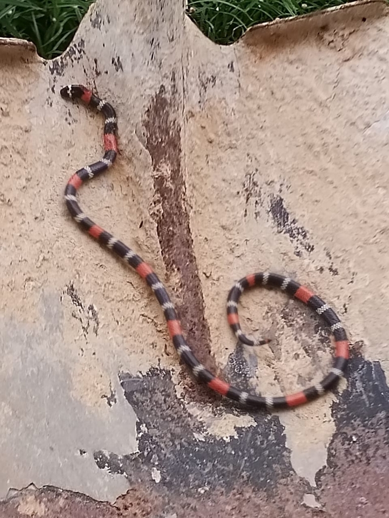 Pygmy Coral Snake