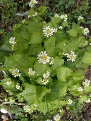Alliaria petiolata