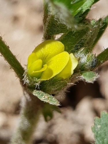 Medicago laciniata iNat (1)