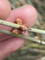 Ephedra californica