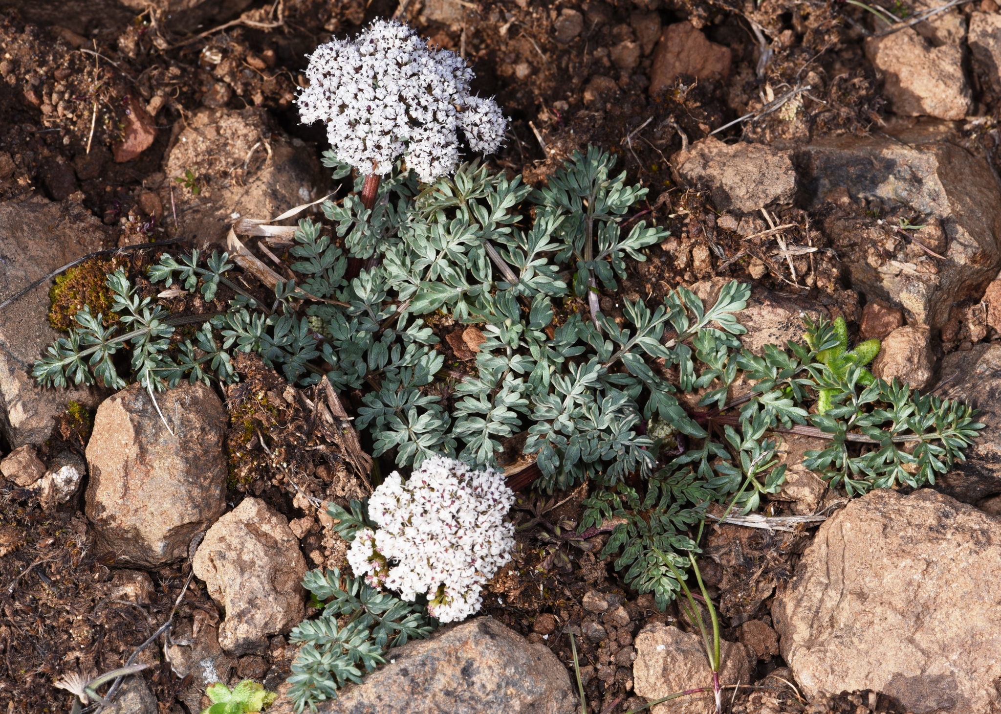 Lomatium canbyi