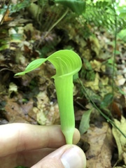 Arisaema triphyllum