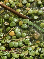 Limnobium laevigatum