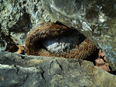 Nerodia sipedon