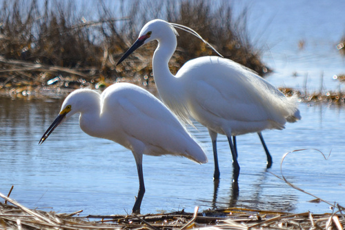 Little Egret, photo 9 of 9