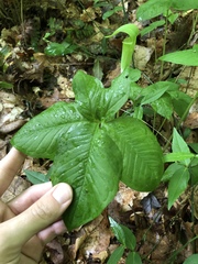 Arisaema triphyllum
