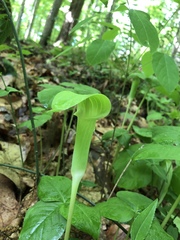 Arisaema triphyllum