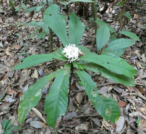 Ixora aggregata