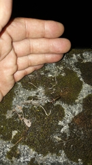 Lycocerus arisanensis