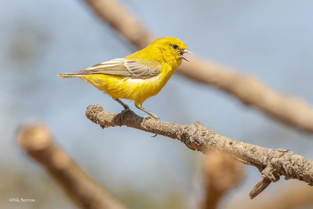 Yellow Penduline-Tit photo