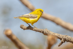 Yellow Penduline Tit photo 1