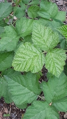 Rubus