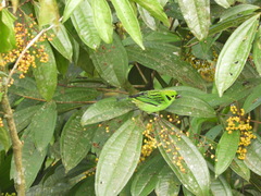 Tangara florida image