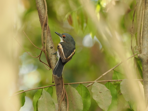 Brown-throated Wattle-eye (Platysteira cyanea), photo 10