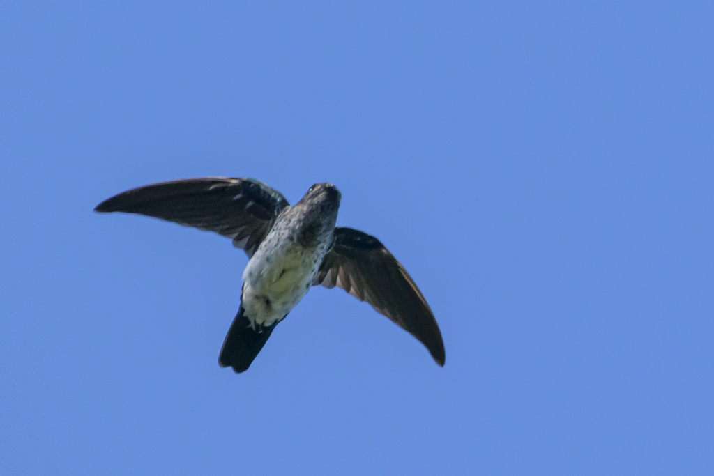 Glossy Swiftlet photo