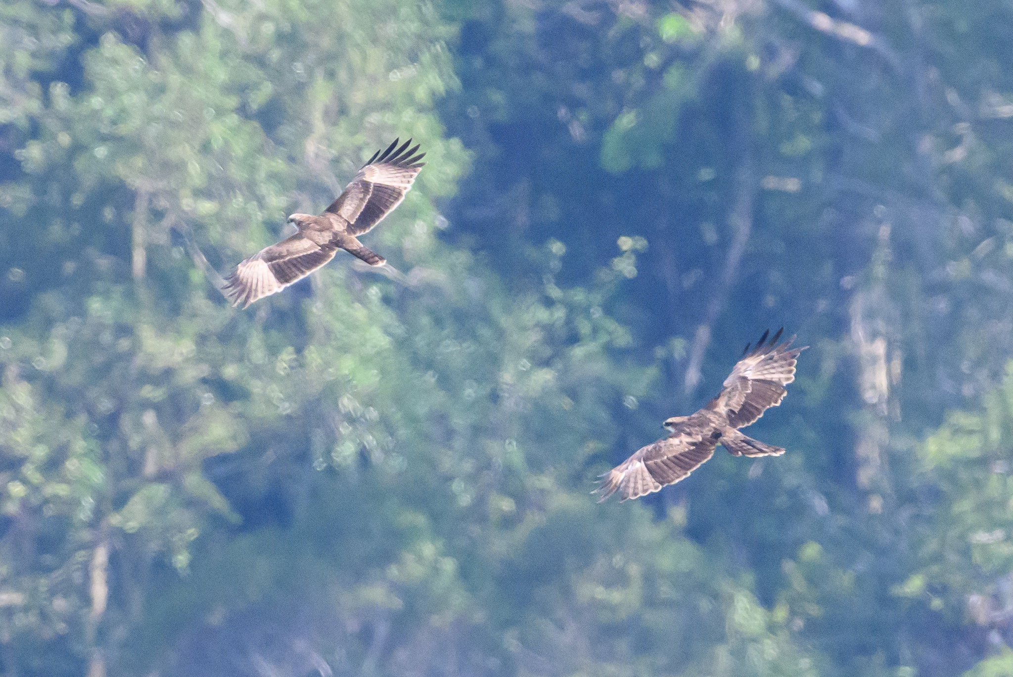 Rufous-bellied Eagle
