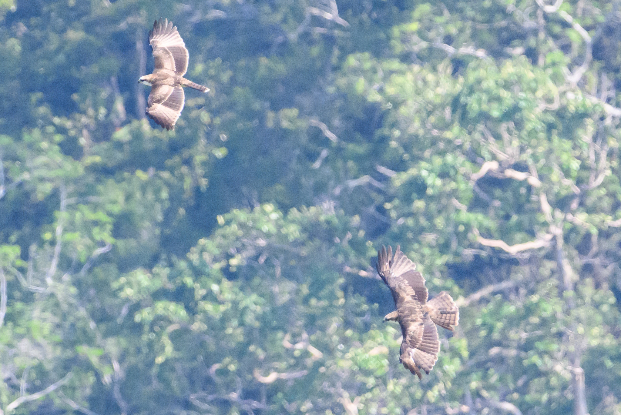 Rufous-bellied Eagle