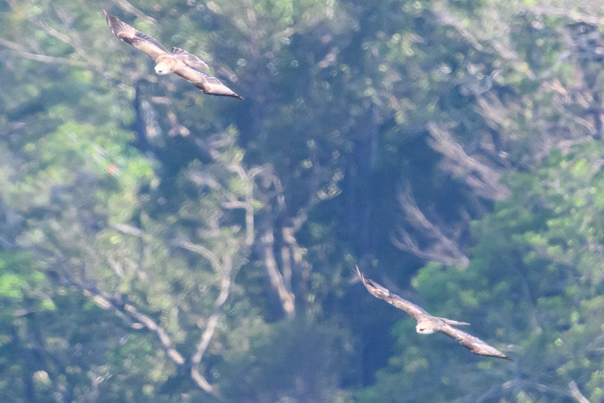 Rufous-bellied Eagle