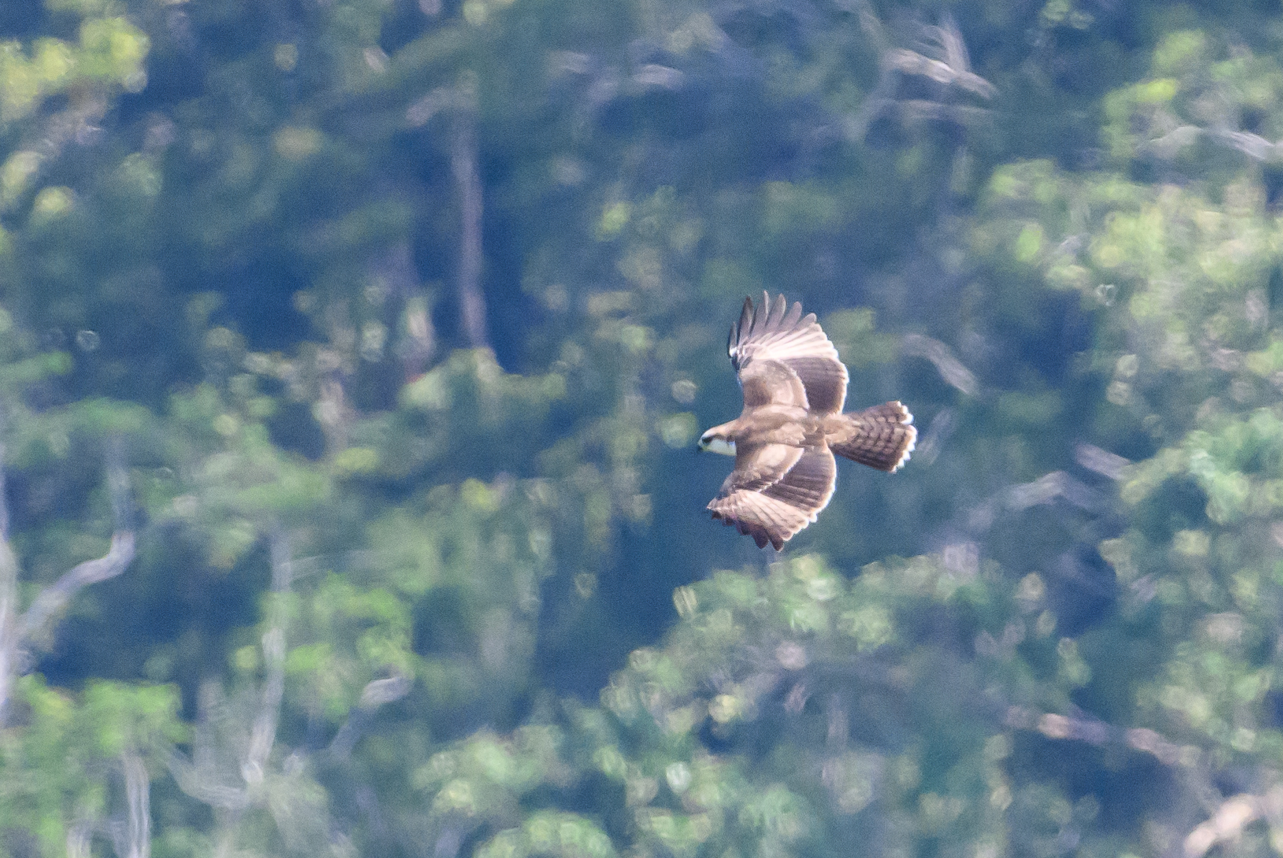 Rufous-bellied Eagle