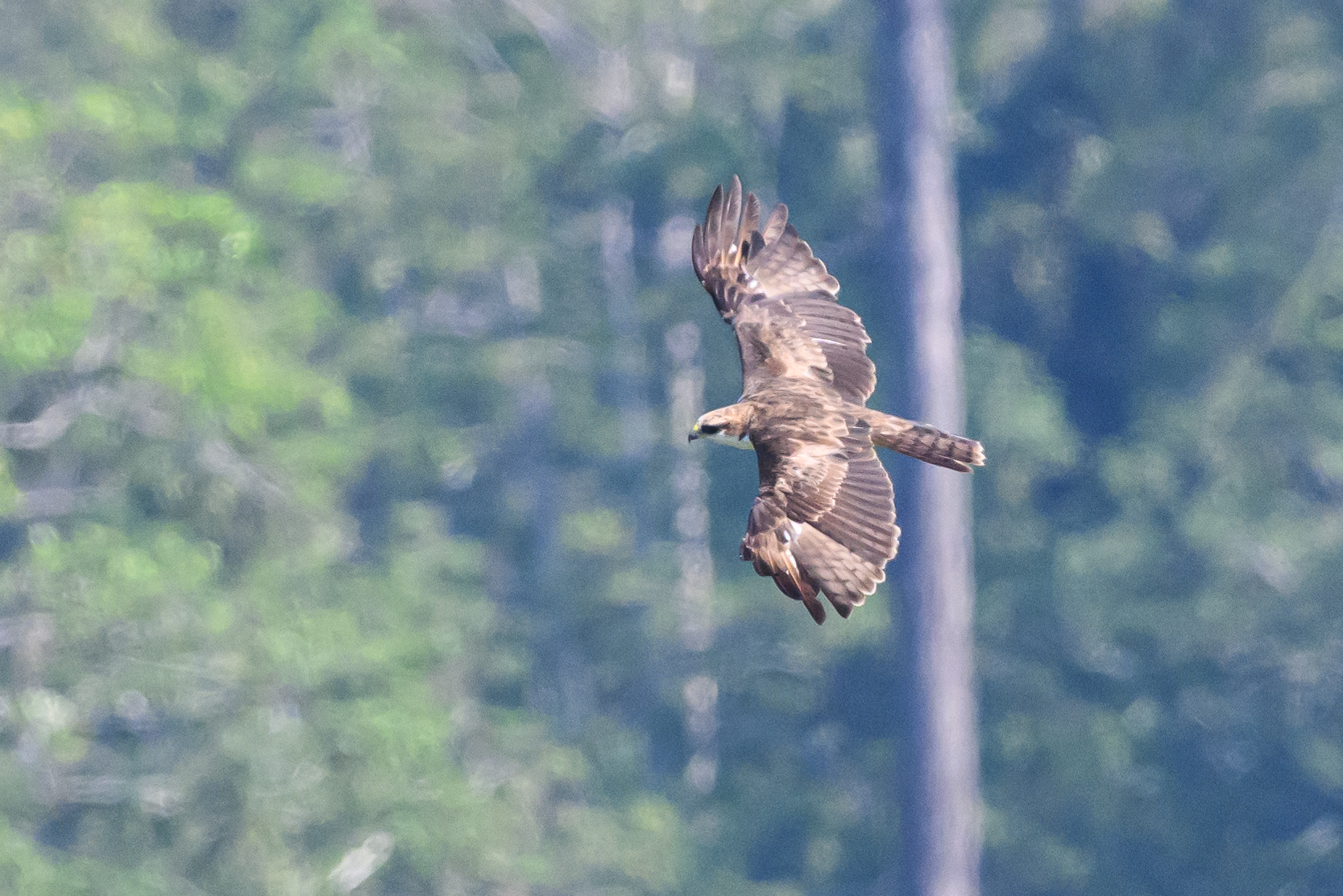 Rufous-bellied Eagle
