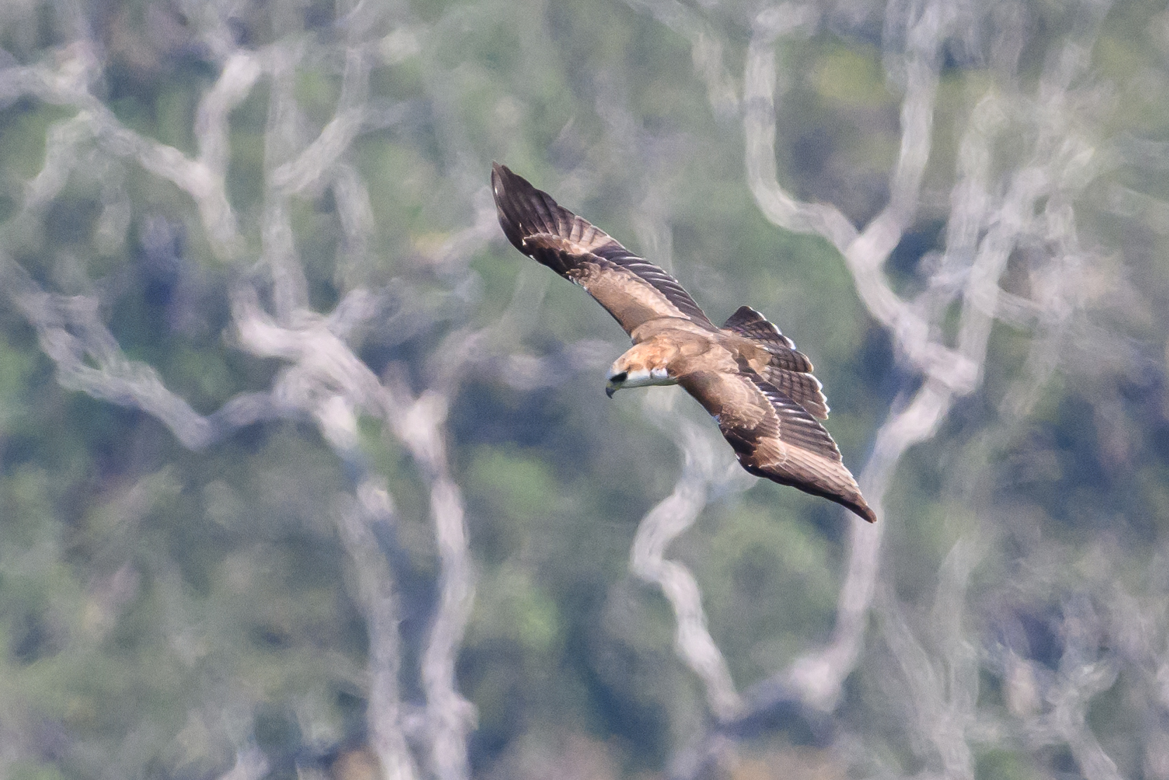 Rufous-bellied Eagle