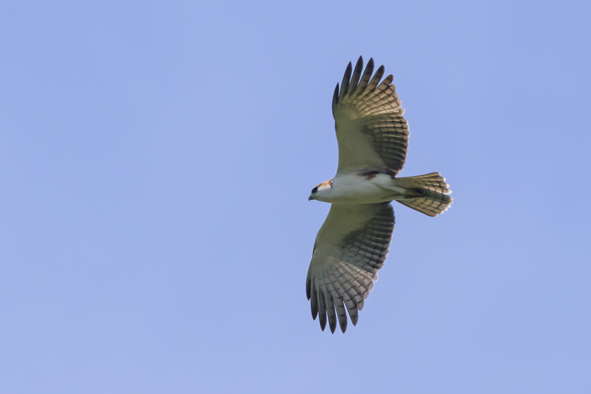 Rufous-bellied Eagle