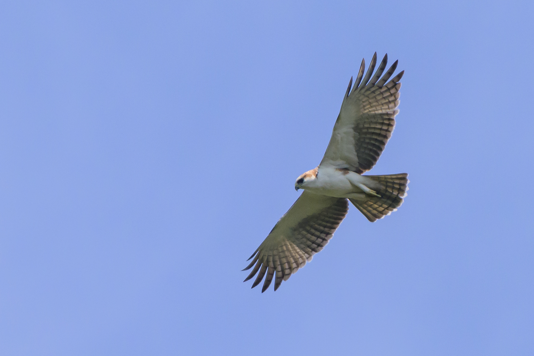 Rufous-bellied Eagle