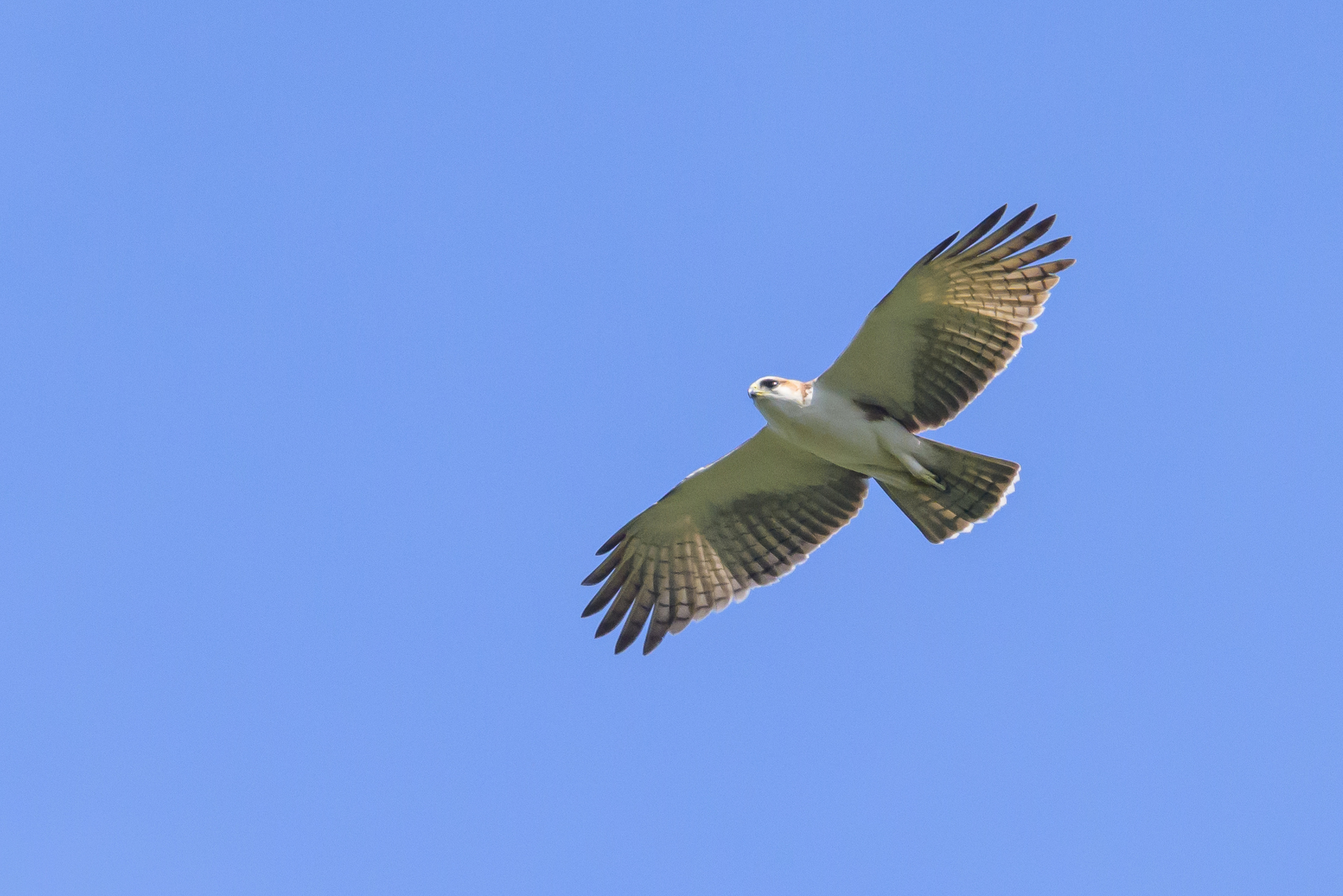 Rufous-bellied Eagle