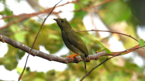 Long-tailed Manakin (Chiroxiphia linearis), photo 7