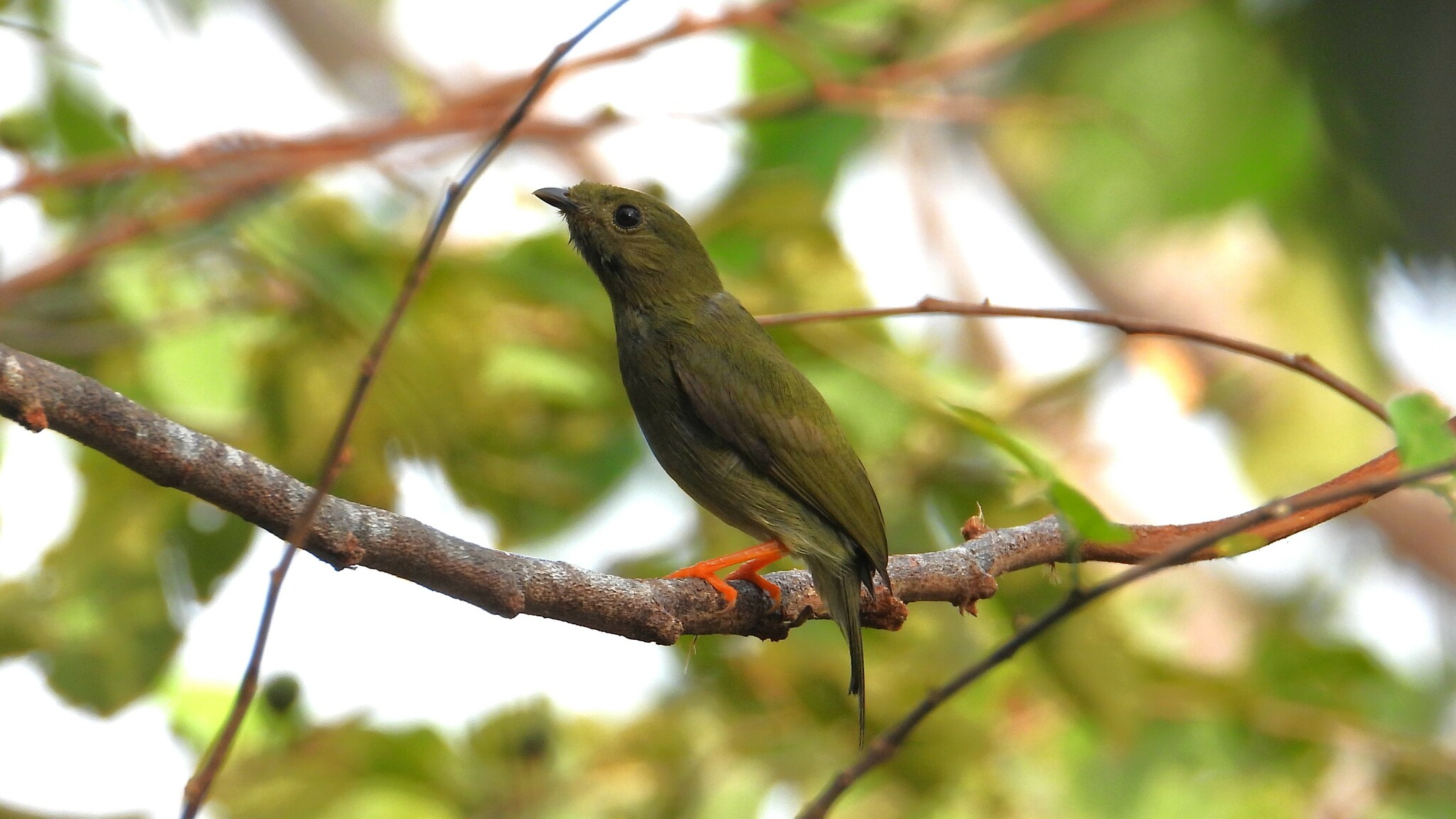 Long-tailed Manakin illustration
