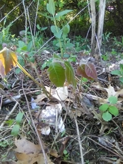 Toxicodendron radicans