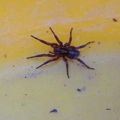Arctosa personata