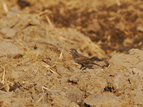 White-billed Buffalo Weaver (Bubalornis albirostris), photo 10