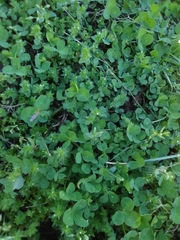 Toxicodendron radicans