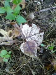 Toxicodendron radicans