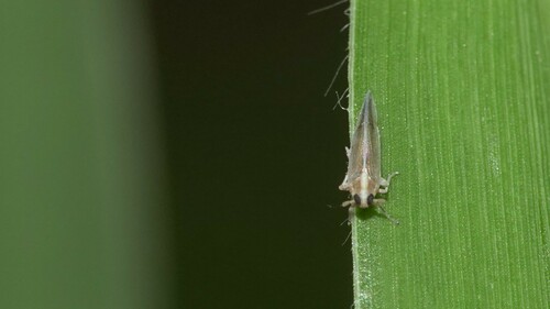 Sogatella kolophon observed 2024-03-14