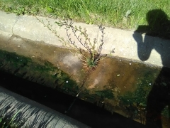 Toxicodendron radicans