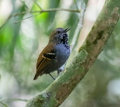 Star-Throated Antwren photo 1