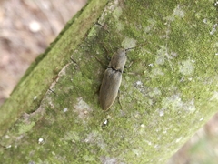 Agriotes pilosellus