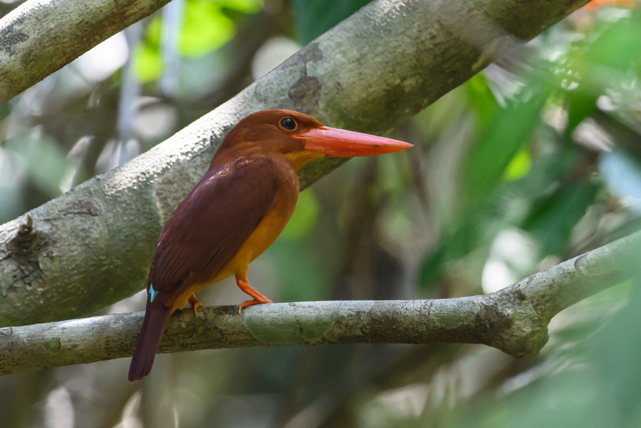 Ruddy Kingfisher