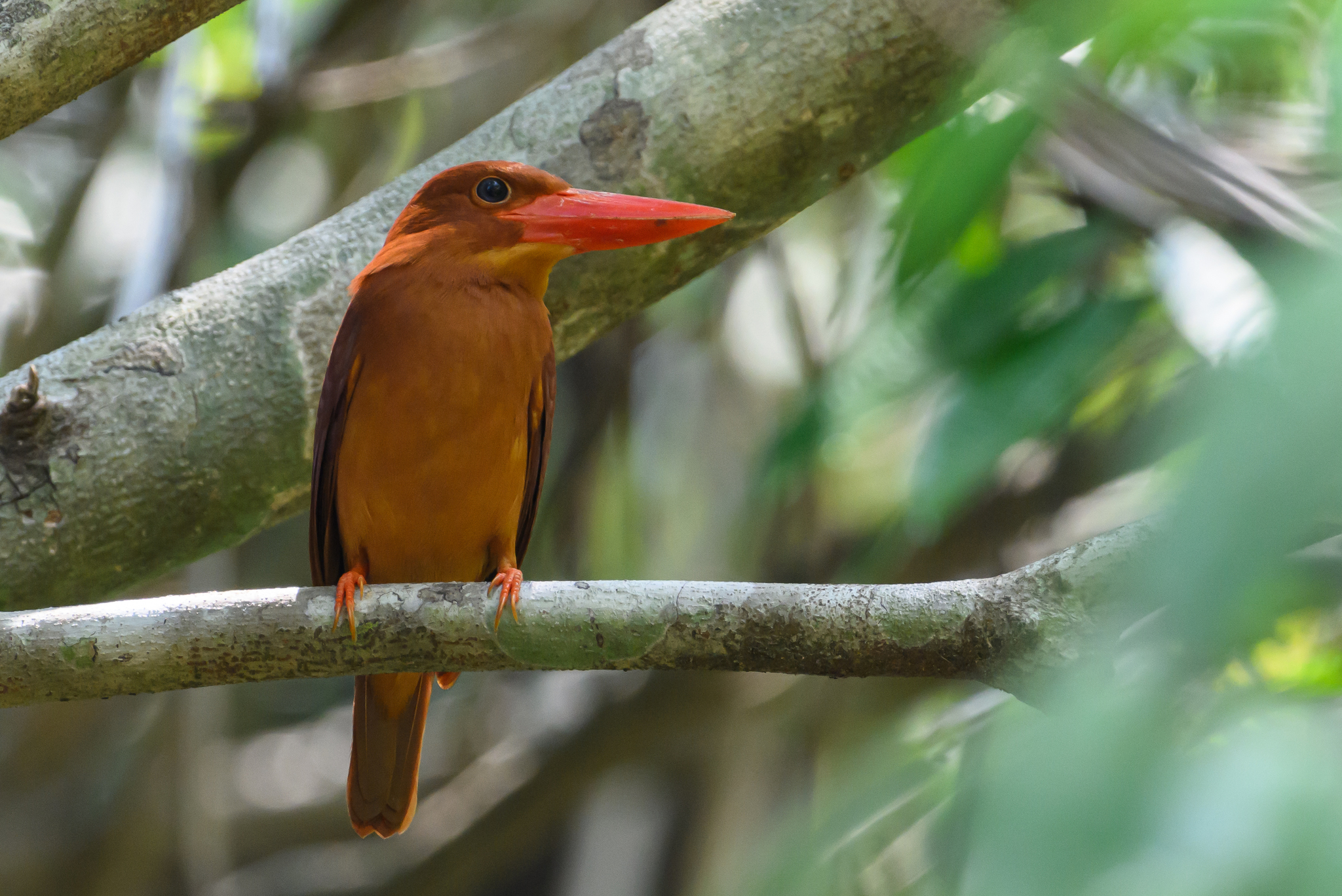 Ruddy Kingfisher
